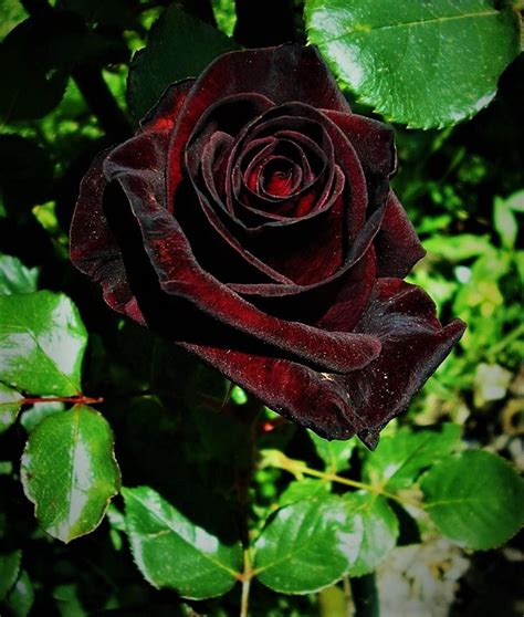 Thw magic hour black rwbbit rose
